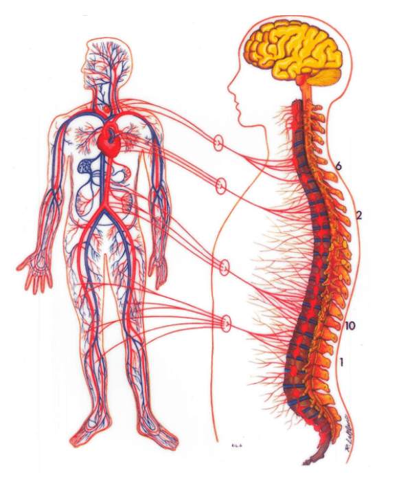 Bloedsomloop Lymfatisch stelsel Lifestyle Chiropractic