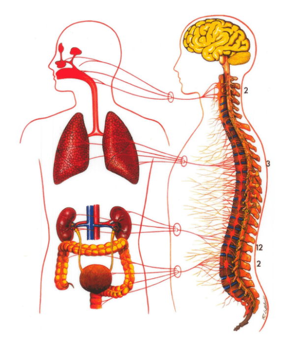 Detoxsysteem Lifestyle Chiropractic